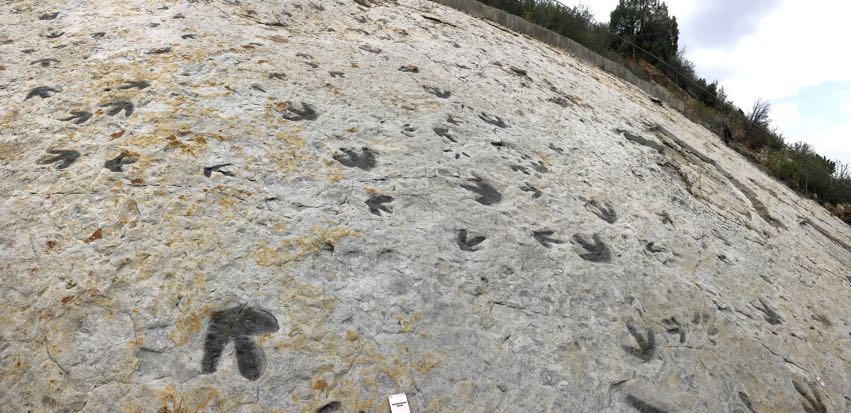 fossil rim dinosaur tracks